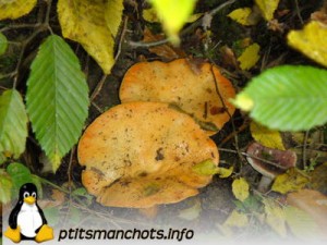 dsc03690_reduite_tampon