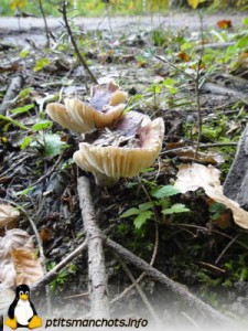 dsc03695_reduite_tampon