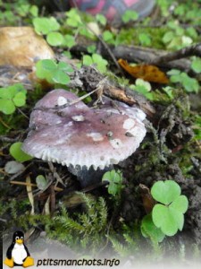 dsc03698_reduite_tampon