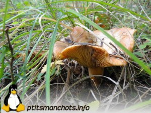 dsc03702_reduite_tampon