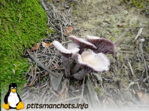 dsc03708_reduite_tampon