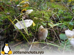 dsc03709_reduite_tampon