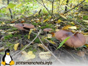 dsc03712_reduite_tampon