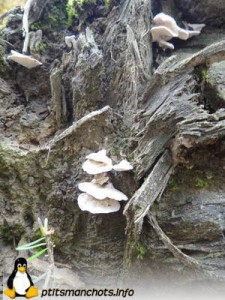 dsc03713_reduite_tampon