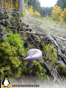 dsc03715_reduite_tampon