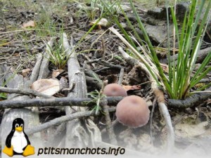 dsc03717_reduite_tampon