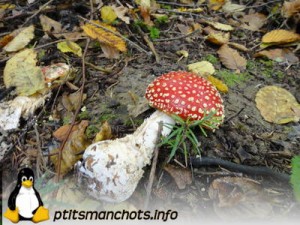 dsc03733_reduite_tampon