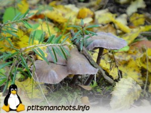 dsc03736_reduite_tampon