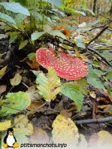 dsc03739_reduite_tampon