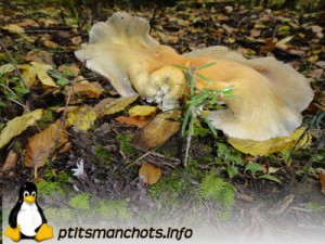 dsc03742_reduite_tampon