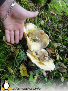 dsc03751_reduite_tampon