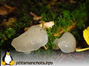 dsc03758_reduite_tampon