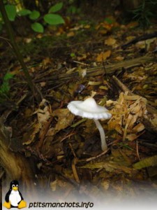 dsc03764_reduite_tampon