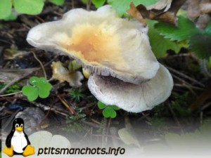 dsc03768_reduite_tampon