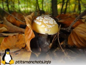 dsc03773_reduite_tampon