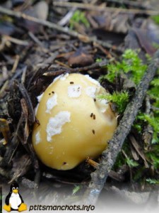 dsc03784_reduite_tampon