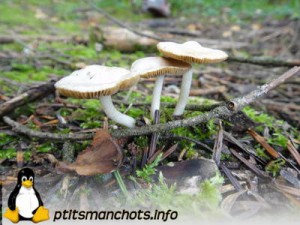 dsc03786_reduite_tampon