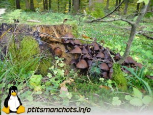 dsc03788_reduite_tampon