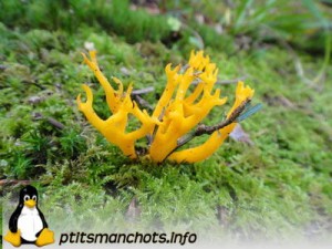 dsc03790_reduite_tampon