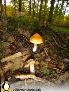 dsc03798_reduite_tampon