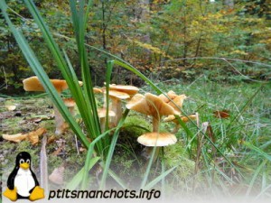 dsc03814_reduite_tampon