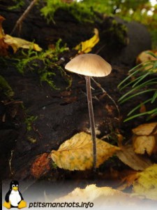 dsc03819_reduite_tampon