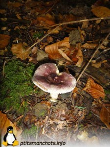 dsc03822_reduite_tampon