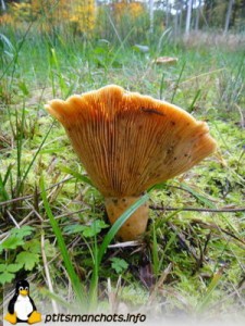 dsc03827_reduite_tampon