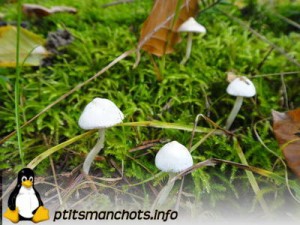 dsc03830_reduite_tampon