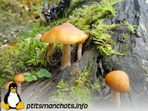 dsc03836_reduite_tampon