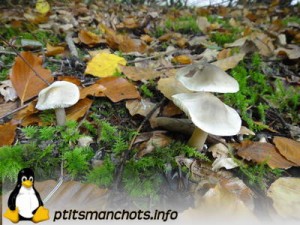 dsc03840_reduite_tampon