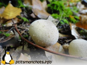 dsc03841_reduite_tampon