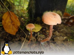 dsc03844_reduite_tampon