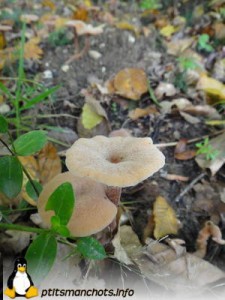 dsc03849_reduite_tampon