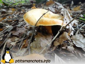 dsc03853_reduite_tampon